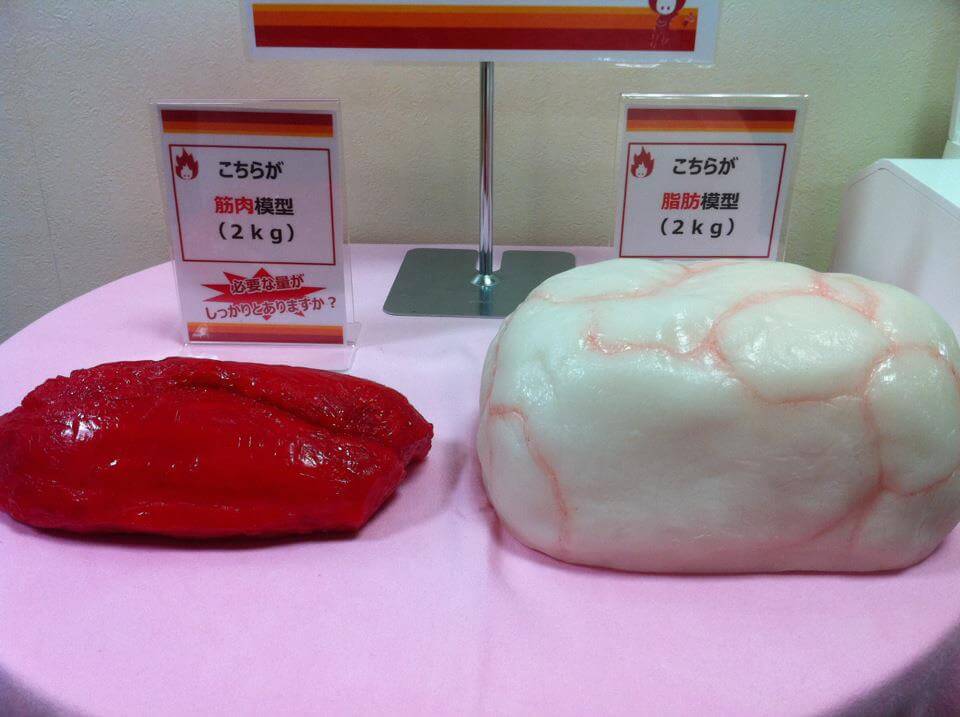 筋肉 脂肪